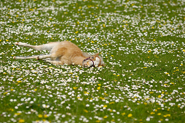 Image showing Horse foal resting on flower field