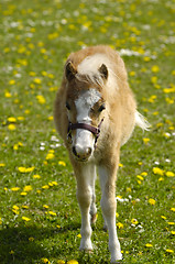 Image showing Foal on flower meadow