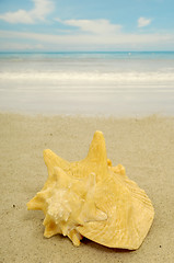 Image showing Conch on beach