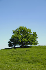 Image showing Tree on hill