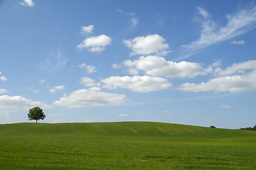 Image showing Tree on hill and clouds