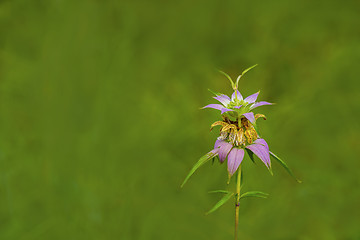 Image showing Spotted Bee-balm (Monarda punctata)