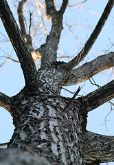 Image showing the tree in the sky