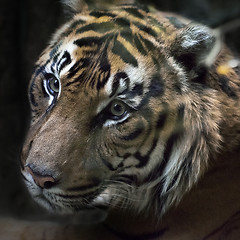 Image showing head of tiger