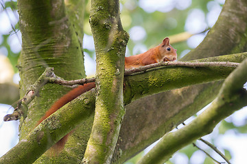 Image showing Squirrel on a branch spruce eats nuts