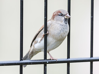 Image showing House Sparrow on old fence