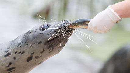 Image showing Seal being fed