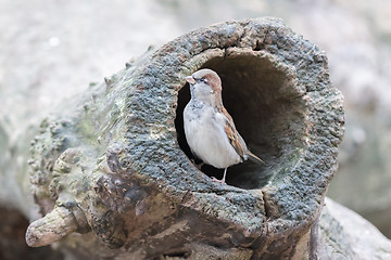 Image showing Sparrow in a hollow tree