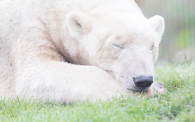 Image showing Funny close-up of a polarbear (icebear)