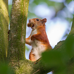 Image showing Squirrel on a branch spruce eats nuts