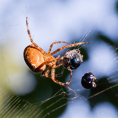 Image showing Spider catching beetle