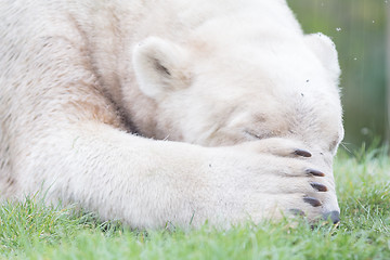 Image showing Funny close-up of a polarbear (icebear)