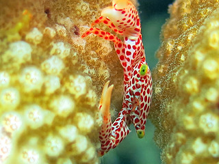 Image showing Thriving  coral reef alive with marine life and shoals of fish, 