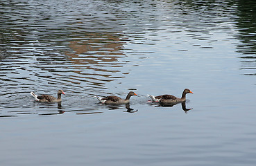 Image showing Three beautiful ducks swimming on the lake.