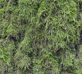 Image showing Moss and mold affect a wood panel