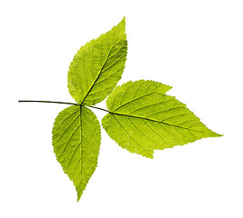 Image showing ash leaf isolated on white background