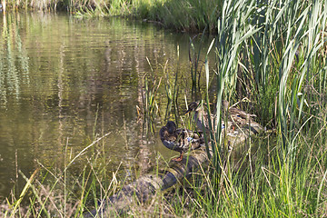 Image showing hree wild ducks sit on the lake among the reeds