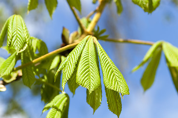 Image showing green leaves of chestnut