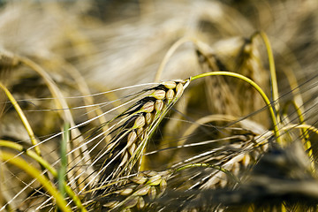 Image showing farm field cereals