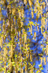 Image showing trees in the spring