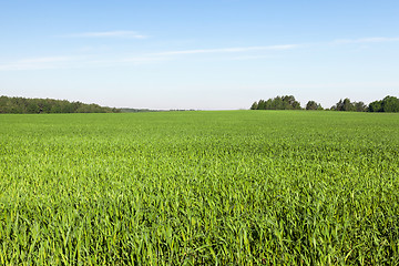 Image showing Field with cereal