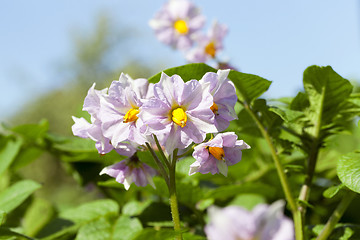 Image showing potato flower, close-up