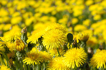 Image showing yellow dandelions in spring