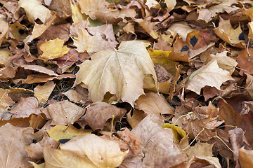 Image showing autumn in the park