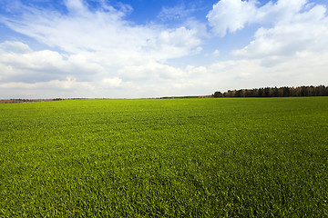 Image showing grow up cereals