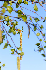 Image showing Young leaves of birch