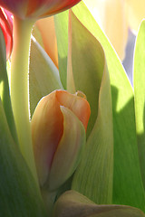 Image showing Colorful tulips in spring