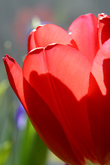 Image showing Colorful tulips in spring