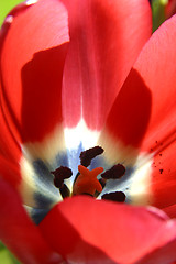 Image showing Colorful tulips in spring