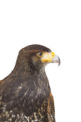 Image showing eagle hawk predatory bird