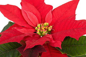 Image showing christmas flower red Poinsettia