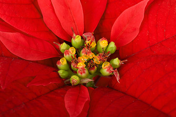 Image showing christmas flower red Poinsettia