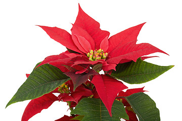 Image showing christmas flower red Poinsettia