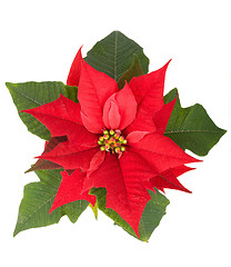 Image showing christmas flower red Poinsettia