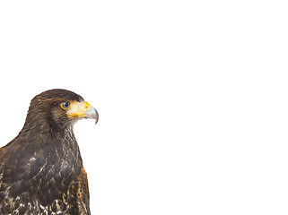 Image showing eagle hawk predatory bird