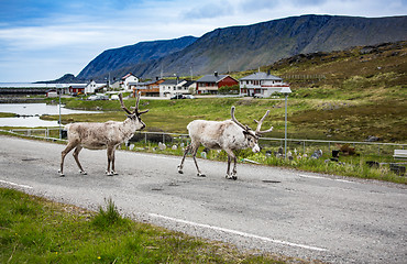 Image showing Reindeer