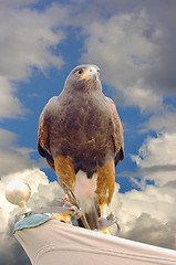 Image showing eagle hawk predatory bird