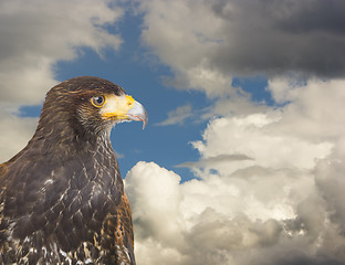 Image showing eagle hawk predatory bird