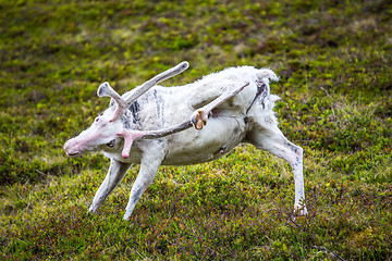 Image showing Reindeer