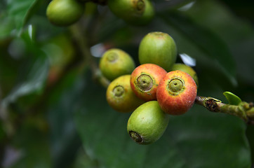 Image showing Fresh coffee seeds on coffee tree