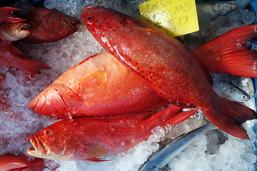 Image showing Blacktip grouper or Red banded grouper