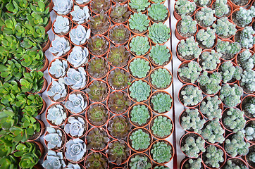 Image showing Group of small cactus in the pot