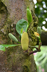 Image showing Little fresh jackfruit on the tree