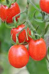 Image showing Fresh red tomatoes