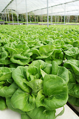 Image showing Commercial greenhouse soilless cultivation of vegetables