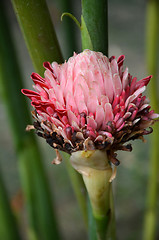 Image showing Red Torch Ginger flower blossom